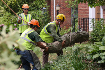 Tree fellers collect a part of Arlington's oldest tree; a 250 year old oak that split in half during a major storms which hit the Washington area this summer. (Graeme Jennings/Examiner)