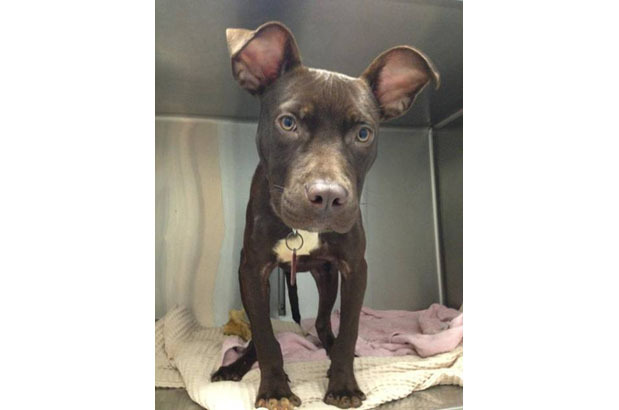 Pit bull puppy found in garbage bag in P.G. County