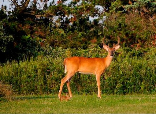 National Park Service plans a deer kill in a popular Washington park. (AP Photo)