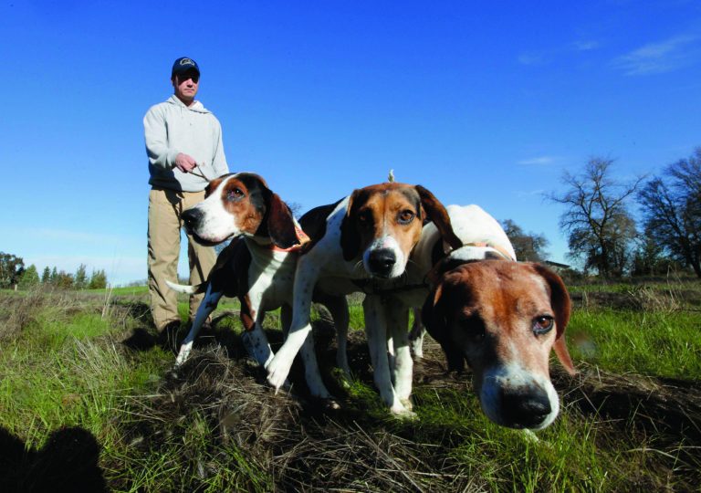 In this photo taken Tuesday, Dec. 18, 2012, Josh Brones, president of the California Houndsmen for Conservation, walks his hunting dogs, Dollar, left, Sequoia, center and Tanner right, near his home in Wilton, Calif. After Jan. 1, California hunters will no longer be able to use dogs to hunt bobcats and bears, under a law authored by Sen. Ted Lieu, D- Torrence.(AP Photo/Rich Pedroncelli)
