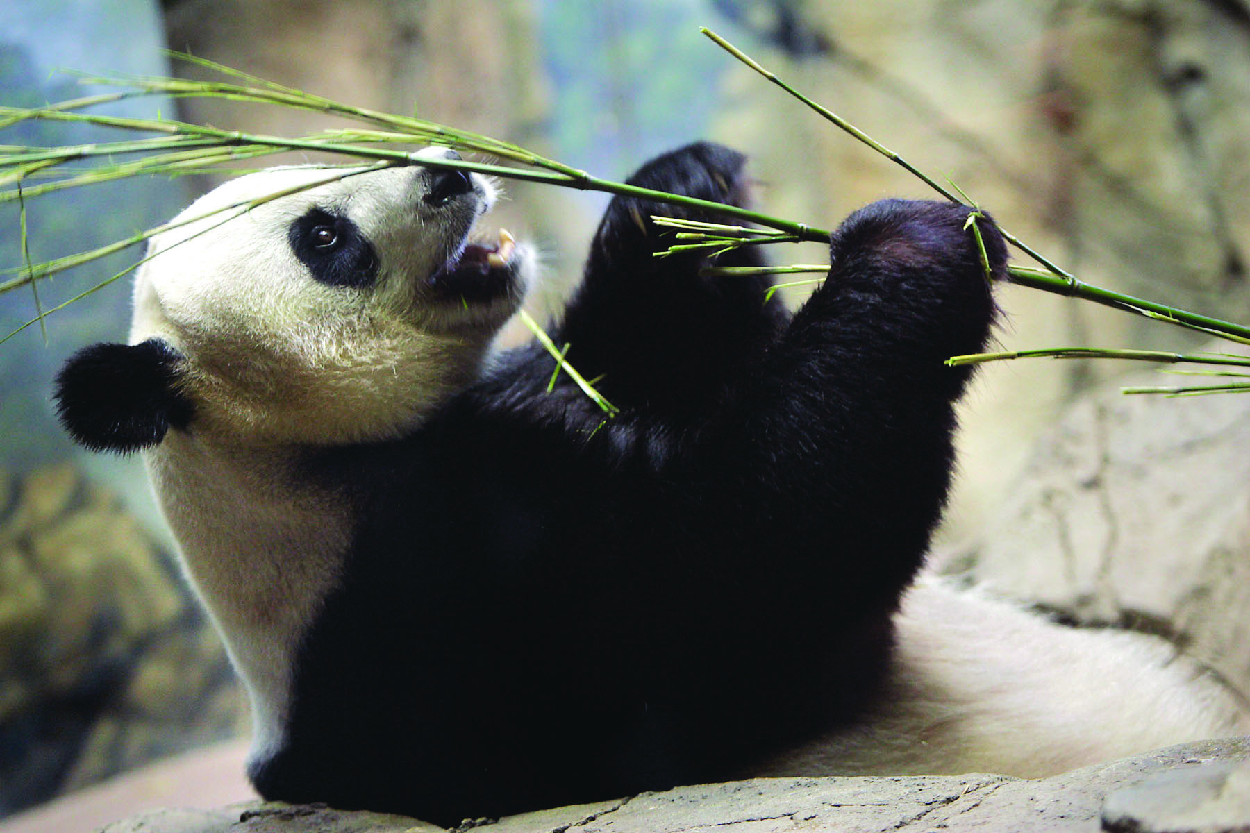 National Zoo’s panda cub dies