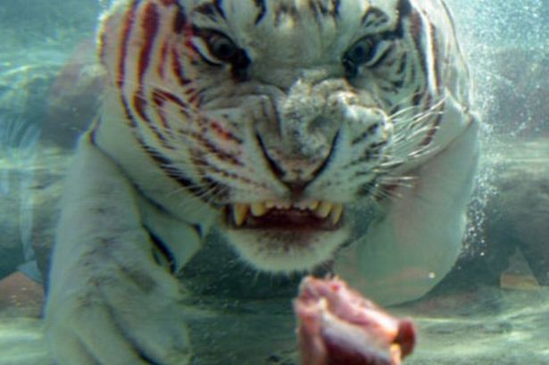 $12 million to help Bengal tigers survive global warming — in Bangladesh