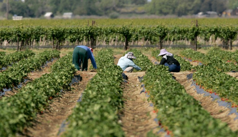 The agency in question denies the report reflects current policy. (AP Photo/Rich Pedroncelli)