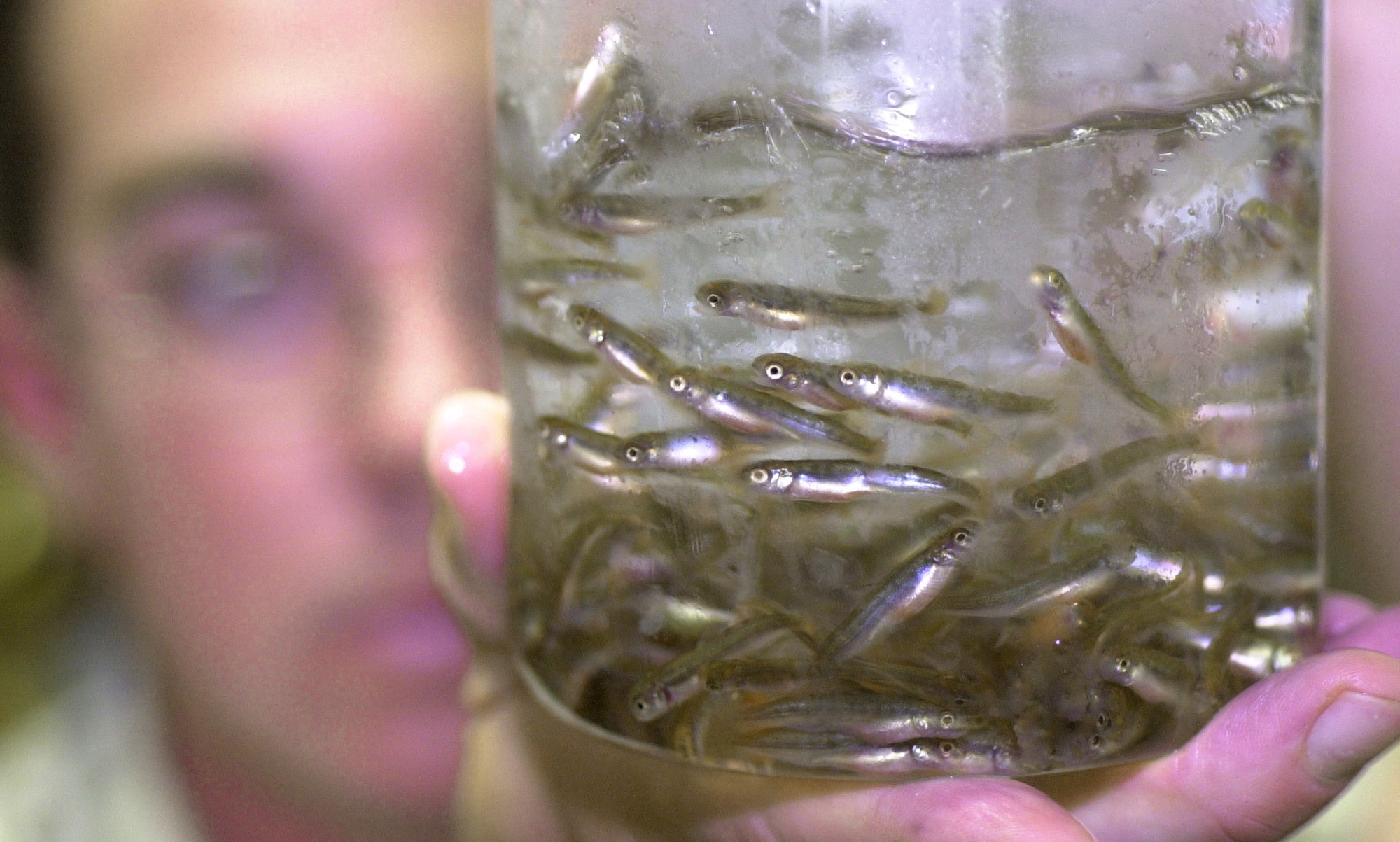 FDA sued over ‘frankenfish’