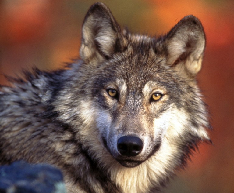 This undated photo provided by the U.S. Fish and Wildlife Service shows a gray wolf.