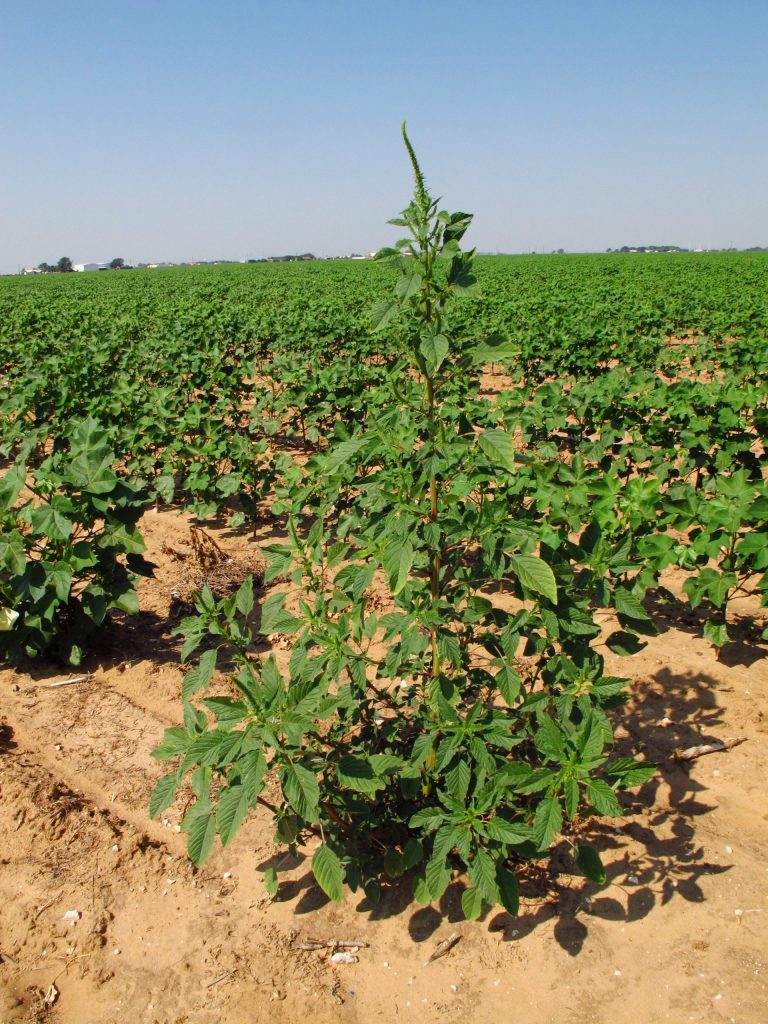 Aggressive weed brings woe to Texas cotton growers