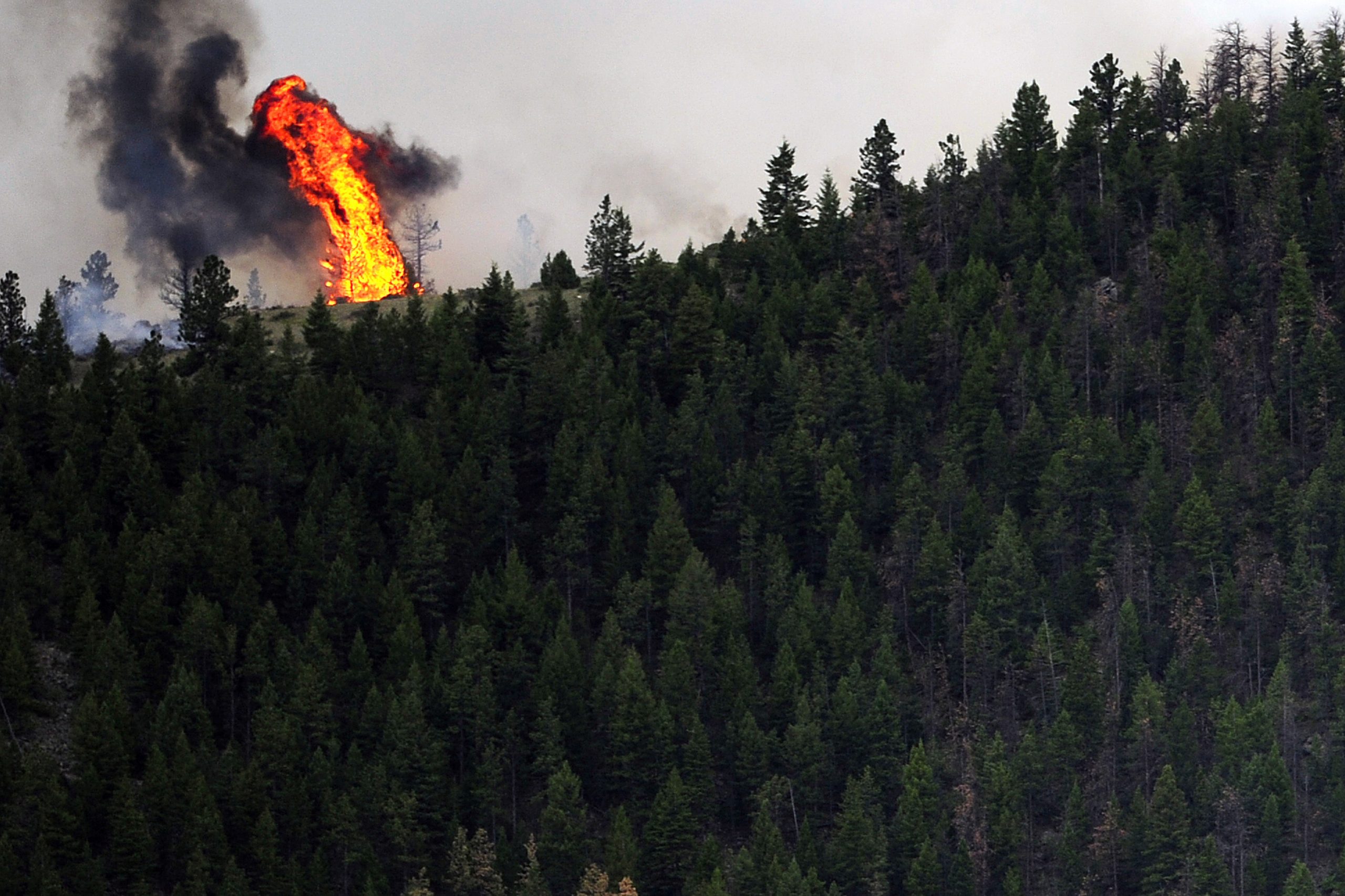 US wildfires fuel urgency for forest restoration