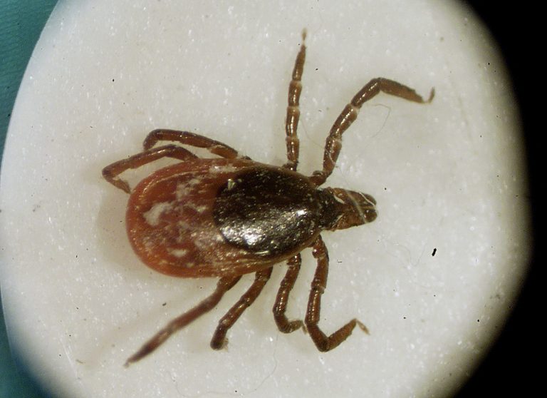 The Vermont House is expected to give final passage to a bill that would give doctors more flexibility in treating Lyme disease, a tick-borne illness. (AP Photo)