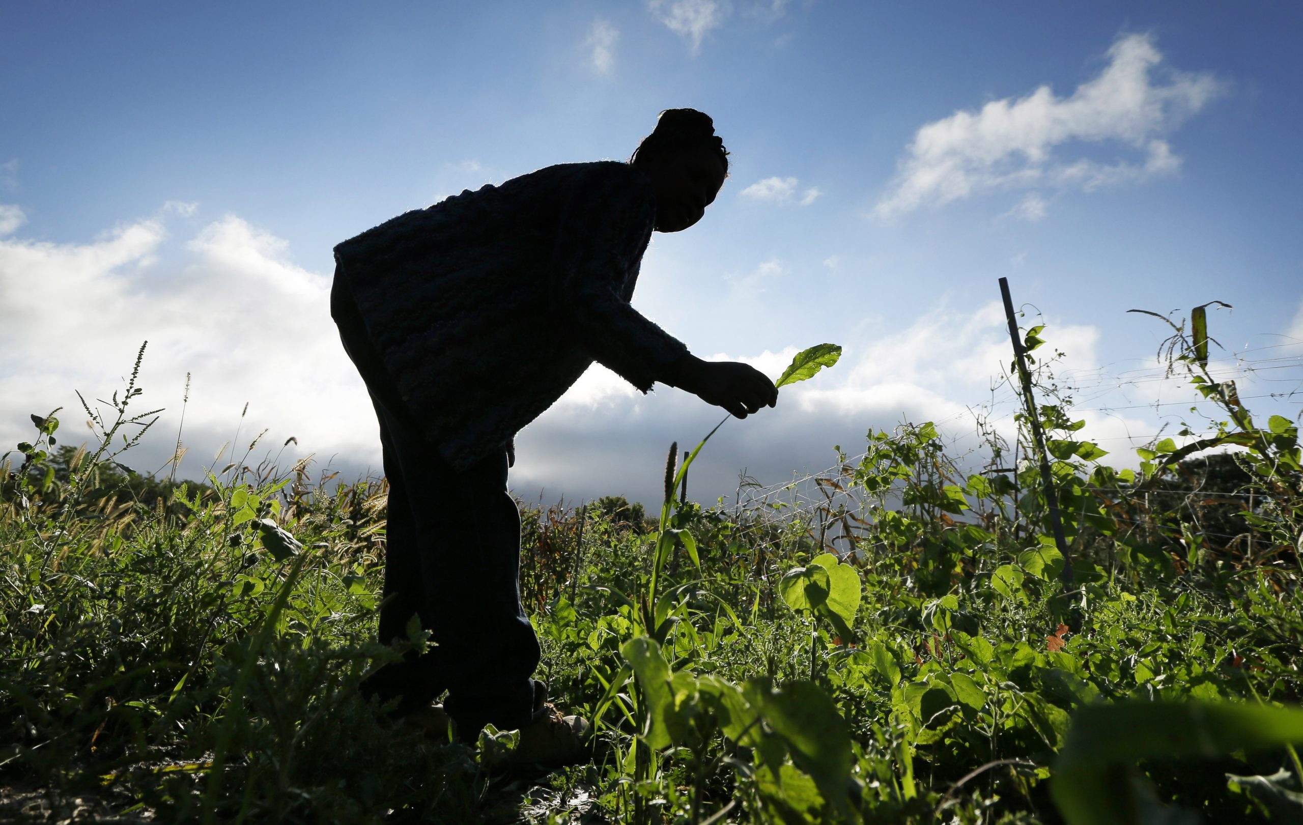 Refugees settle in thanks to small farm plots