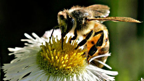 Troubles in the honey bee industry has led to the worst-ever honey crop. AP Photo