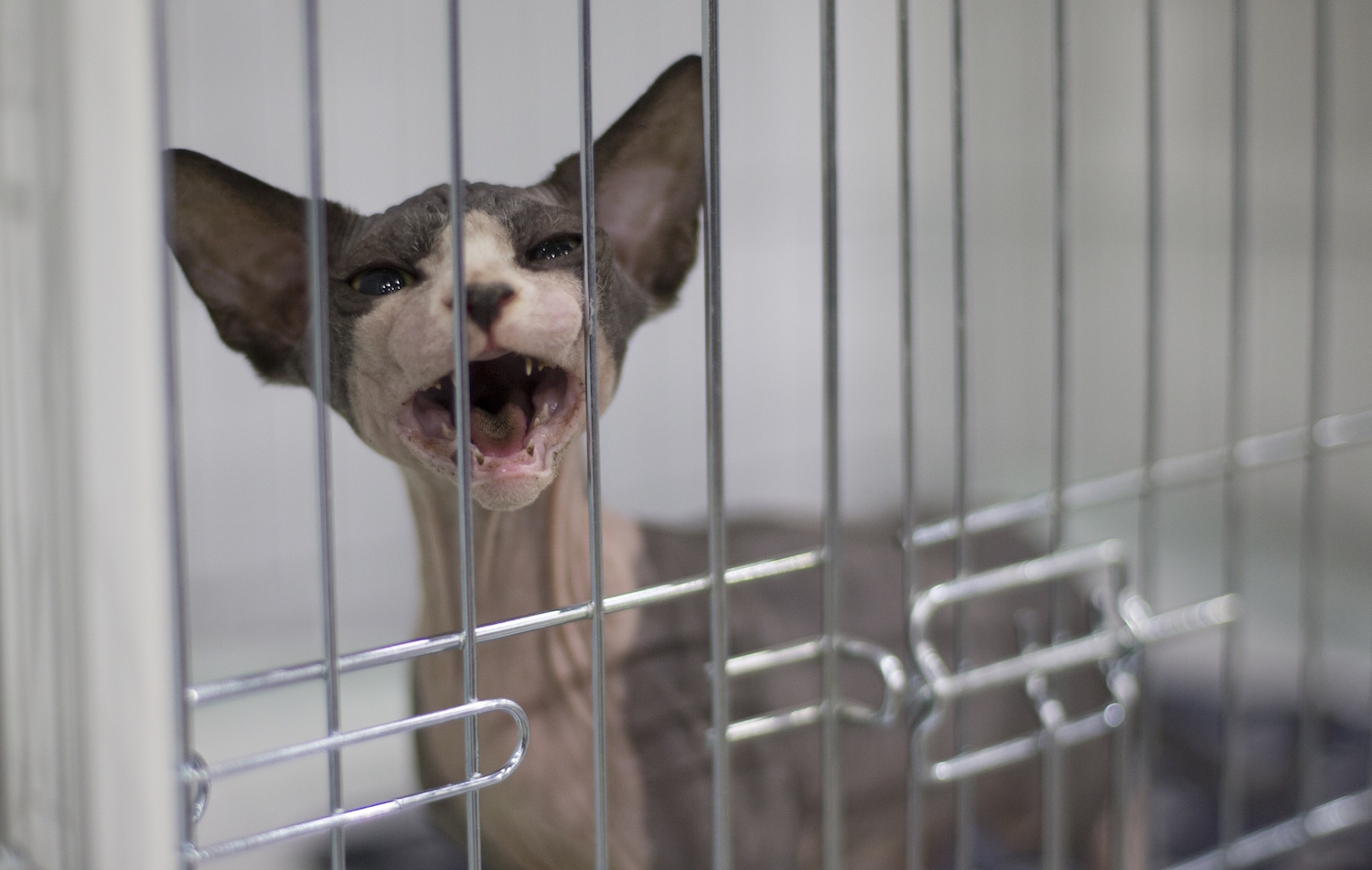 Eating cats and dogs banned under new House bill