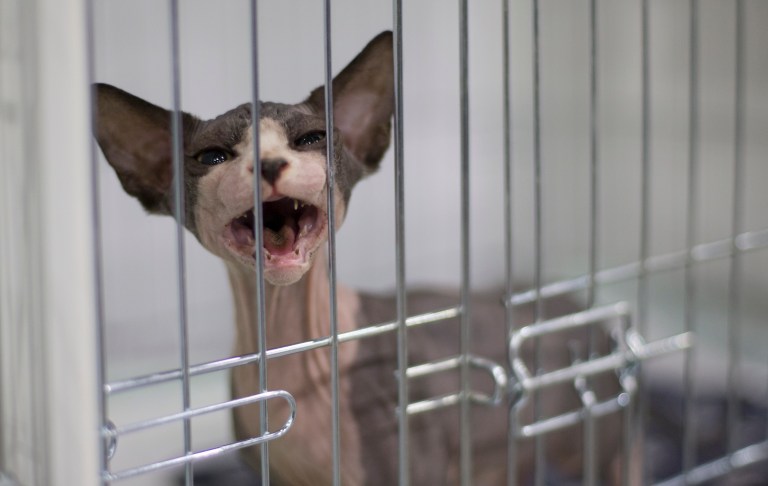 The bill is one of a handful of animal rights legislation that has been proposed in the last few weeks. (Photo by Alexander Zemlianichenko Jr.)