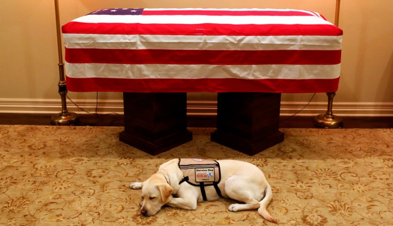 In this Sunday, Dec. 2, 2018, photo, Sully, President George H.W. Bush's service dog, lies in front of his casket in Houston.