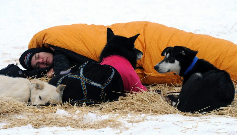 Christine Roalofs rests with her dogs at the Finger Lake checkpoint in Alaska during the Iditarod Trail Sled Dog Race on Monday, March 4, 2013. (AP Photo/The Anchorage Daily News, Bill Roth)