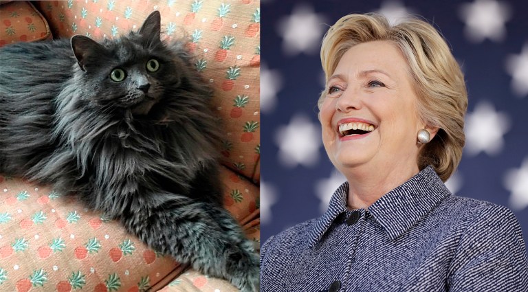 Clinton admitted before a group at a private fundraiser that she has turned to felines for fun times. (Anna Giaritelli/Washington Examiner, AP Photo/Matt Rourke)
