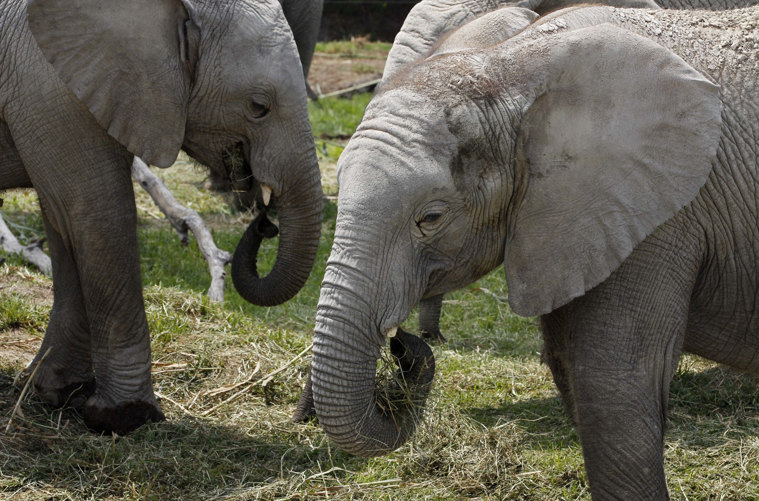 Our shifting understanding of an ever-shrinking natural environment