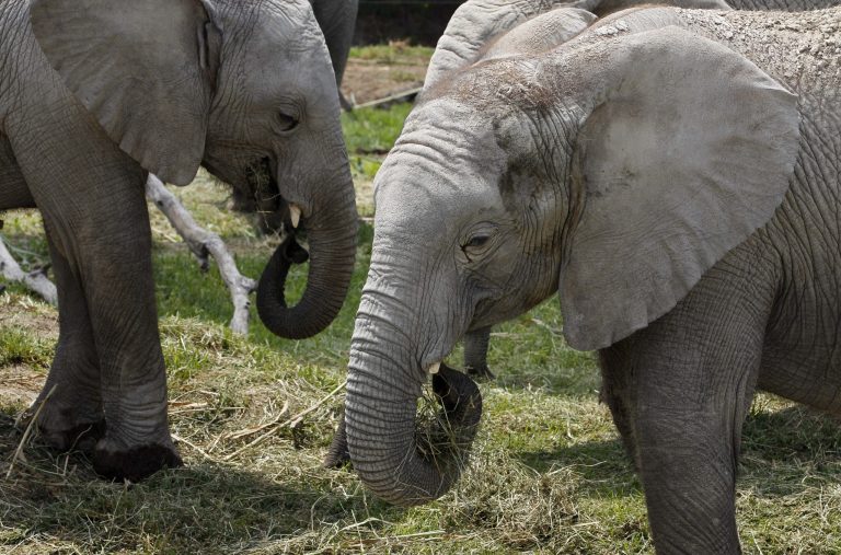   In this photo taken Friday, June 8, 2012, 