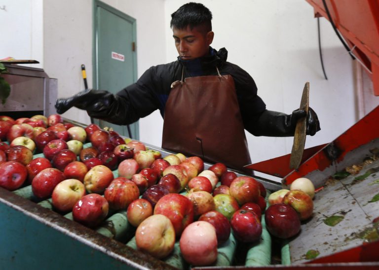 In this Oct. 14, 2014 photo, Perry Loyola sorts apples before they are pressed for juice and used for cider at Samascott Orchards in Kinderhook, N.Y. Apple growers are tapping into the hard cider revenue stream after sales of hard cider in the U.S. have tripled over the last three years to $1.3 billion in 2013. (AP Photo/Mike Groll)