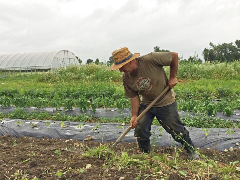 Surik Mehrabyan, a physicist from Armenia, spades soil to make a raised bed for growing potatoes on his quarter-acre plot at the Groundswell Center incubator farm in Ithaca, N.Y., on Wednesday, July 23, 2014. The farm is one of dozens that are springing up around the country to give a head-start to career-changers and others who want to get into farming. (AP Photo/Mary Esch)