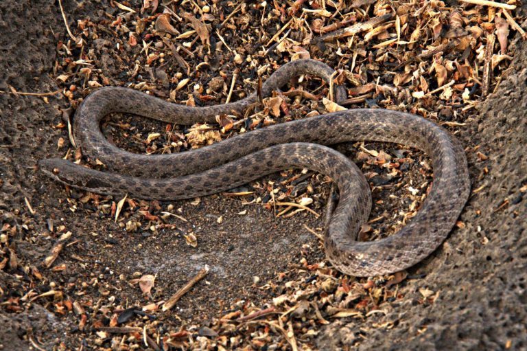In this undated image released by Mexico's Ecology Institute (INECOL) on Tuesday May 20, 2014, a Clarion nightsnake slithers on the ground in the Revillagigedo Islands, over 400 miles off Mexico's Pacific coast. The first and only spotting of the species was made by American naturalist William Beebe in a visit to Clarion island in 1936. But according to a study published in the PLOS ONE scientific journal, the Clarion nightsnake was found again during an expedition in May 2013 on one of the Revillagigedo Islands. (AP Photo/Juan Martinez-INECOL)