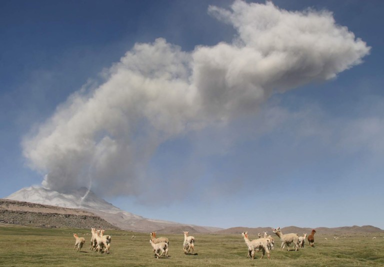 FILE - In this April 20, 2006, file photo, a group of Alpacas run while the Ubinas Volcano, background, 760 kilometers (470 miles) southeast of the capital of Lima, Peru, spews acid-laden ash and vapors. Peruvian authorities have orderedtheis Thursday April 17, 2014, the preventative evacuation of 4,000 people living near the Ubinas volcano, which has been spouting ash clouds up two miles high. (AP Photo, File)