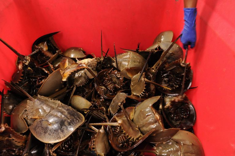 ADVANCE FOR SUNDAY, AUG. 31 AND THEREAFTER - In an Aug. 12, 2014 photo, Shirley Goffigan grabs a horseshoe crab from a bin so it can be prepped for blood extraction at the Wako Chemicals USA in Cape Charles, Va. The lab extracts blood from horseshoe crabs to create a chemical used in the testing of sterile medical equipment. (AP Photo/Eastern Shore News, Jay Diem) NO SALES