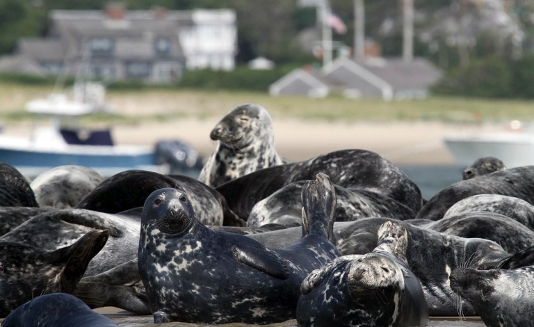 In this July 1, 2014 photo released by the International Fund for Animal Welfare, (IFAW) gray seals congregate on the shore in Chatham, Mass. Decades after gray seals were all but wiped out in New England waters, the population has rebounded so much that they are taking over large stretches of shore, attracting sharks which feed on them, and are interfering with fishing charters. (AP Photo/International Fund for Animal Welfare)