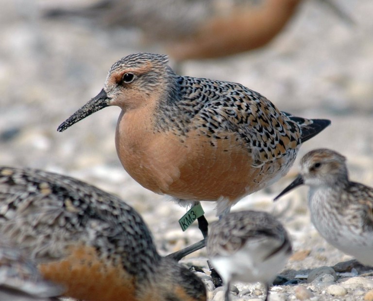   This handout photo provided by the US Fish and Wildlife Service, taken May 22, 2007, shows a red knot in Mispillion Harbor, Del. The Obama administration is moving to protect the red knot, a robin-sized shorebird known for its 10,000-mile migration from South America to the Arctic.The Fish and Wildlife Service is expected to propose that the bird be listed as threatened under the Endangered Species Act. Officials say rising sea levels and disappearing habitat along the U.S. East Coast are taking a toll on the rosy-breasted bird, which makes refueling stops in Cape Cod and Delaware Bay. (AP Photo/Gregory Breese, USFWS)  