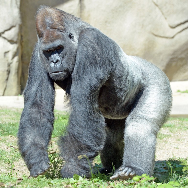 Yes, Title IX Killed Harambe