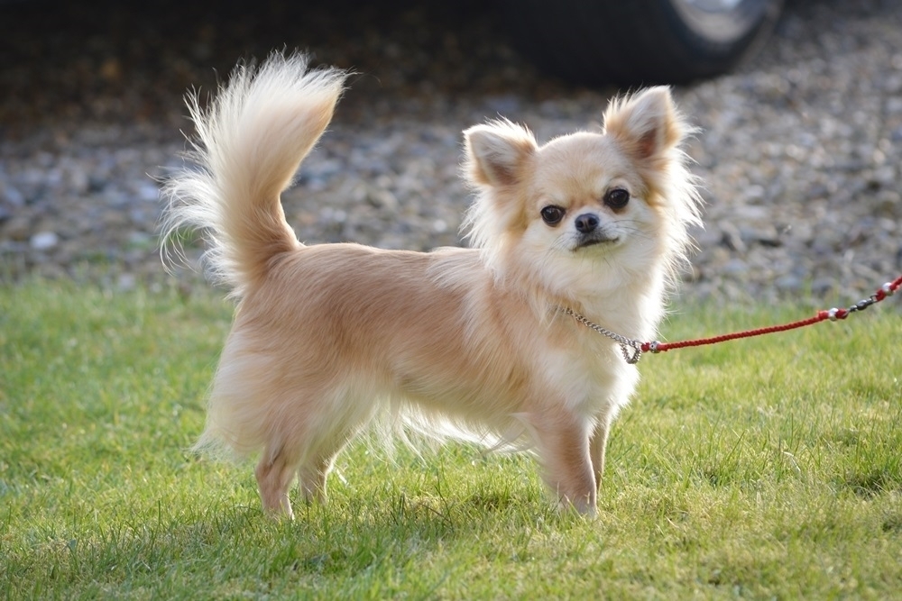 SEE IT: Guinness World Records crowns oldest living dog at 23 years