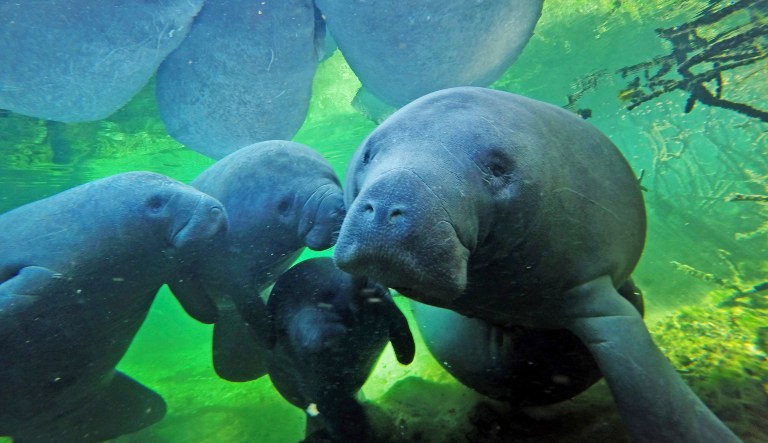 FILE - In this Dec. 11, 2017 file photo, manatees swim with their calves at Blue Spring State Park in Orange City, Fla. According to Florida wildlife officials, there have been more manatee deaths so far in 2018 than all of last year. A total of 540 manatees have died through Aug. 12, whereas 538 died in 2017. Experts blame a cold snap at the beginning of the year and the toxic red tide algae in the Gulf of Mexico for the fatalities. About 100 deaths are blamed on red tide. 