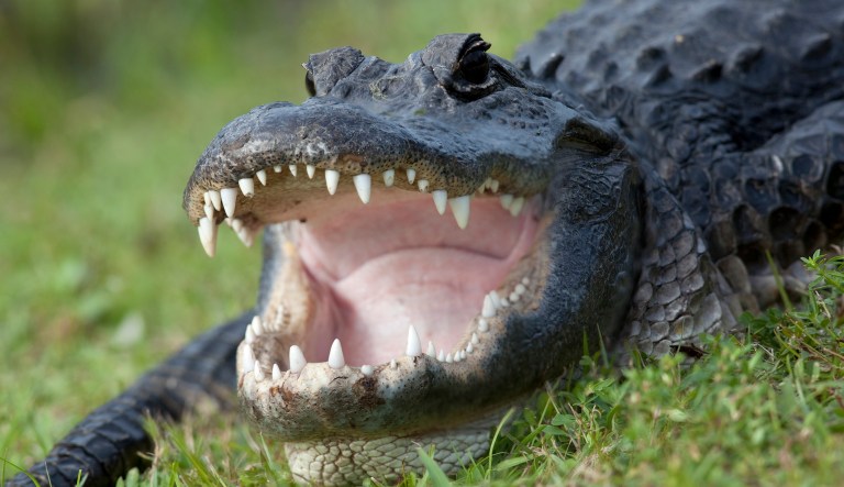 Experts are warning against feeding the animals.