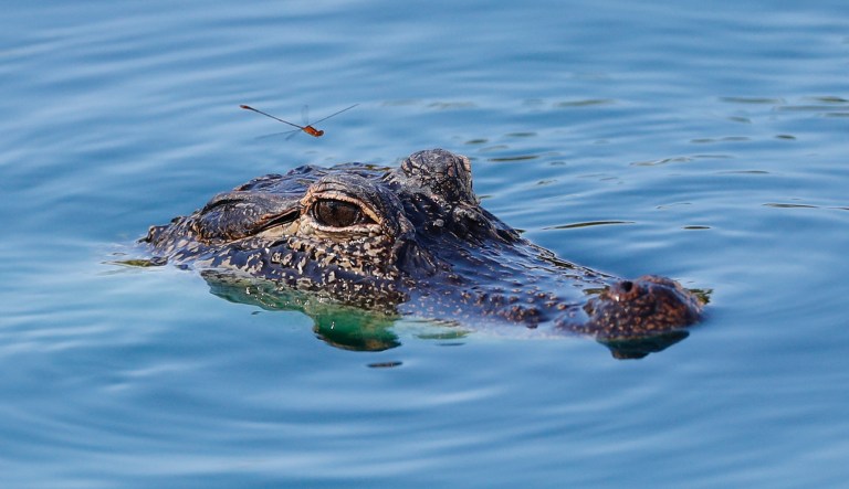 A damselfly prepares to land on the head of a young alligator swimming in a pond near the eighth hole during the third round of the Honda Classic golf tournament, Saturday, March 2, 2019, in Palm Beach Gardens, Fla. 