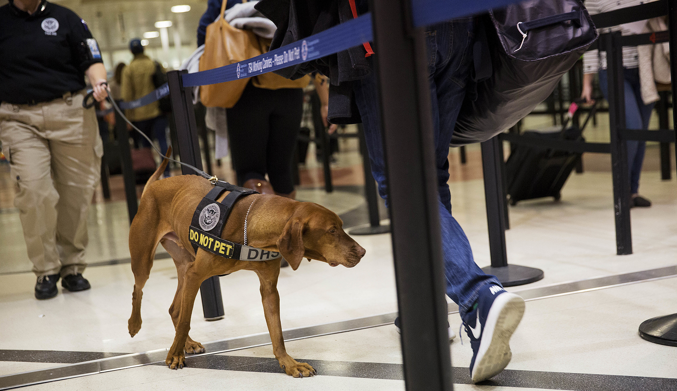 TSA moving toward floppy-ear airport dog force because pointy-ear dogs ‘scare children’