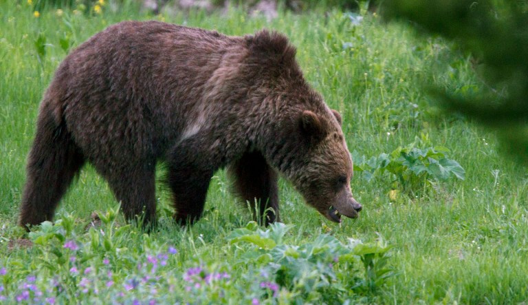A grizzly bear roams near Beaver Lake in Yellowstone National Park on July 6, 2011.