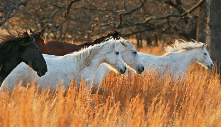 Wild horses spared from slaughter in spending bill, but new fight on horizon