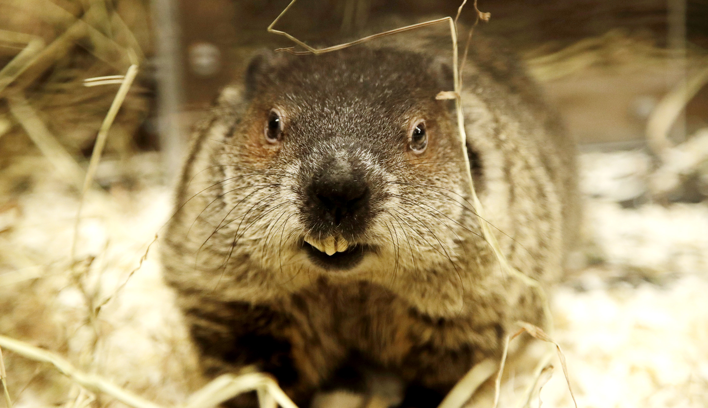 Essex Ed, the weather predicting groundhog at Essex County Turtle Back Zoo, is seen in a cage during a Groundhog Day event, Friday, Feb. 2, 2018, in West Orange, N.J.