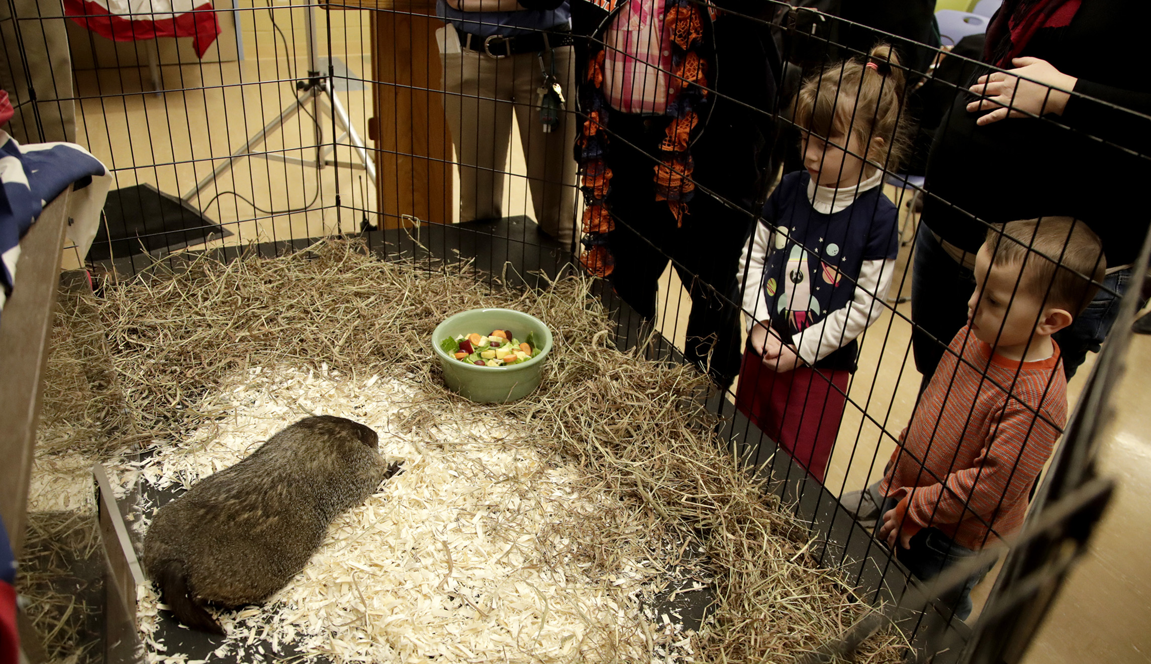 Essex Ed, the weather predicting groundhog at Essex County Turtle Back Zoo, is seen in a cage during a Groundhog Day event, Saturday, Feb. 2, 2018, in West Orange, N.J.