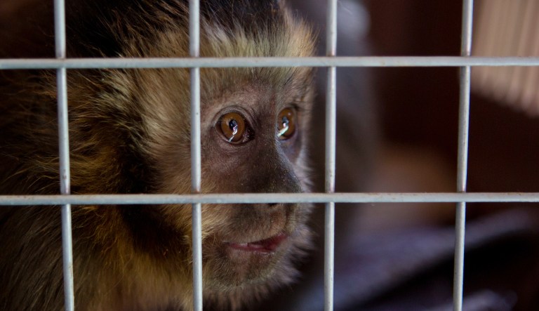 A capuchin monkey sits in a cage in the police station after being recovered in street stall and will be transferred to Centro de AtenciÃ³n y DerivaciÃ³n de Animales, in La Paz, Bolivia, Tuesday, April 10, 2018.