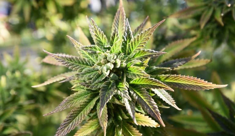 A marijuana plant is seen on Hippie Hill in San Francisco, Friday, April 20, 2018.