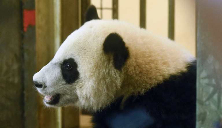 Bei Bei takes a peek out of his cage at the National Zoo in Washington, D.C.