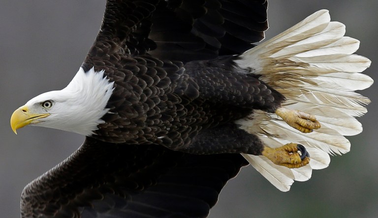 In this Jan. 28, 2016, file photo, a bald eagle soars over the Haw River below Jordan Lake in Moncure, N.C.