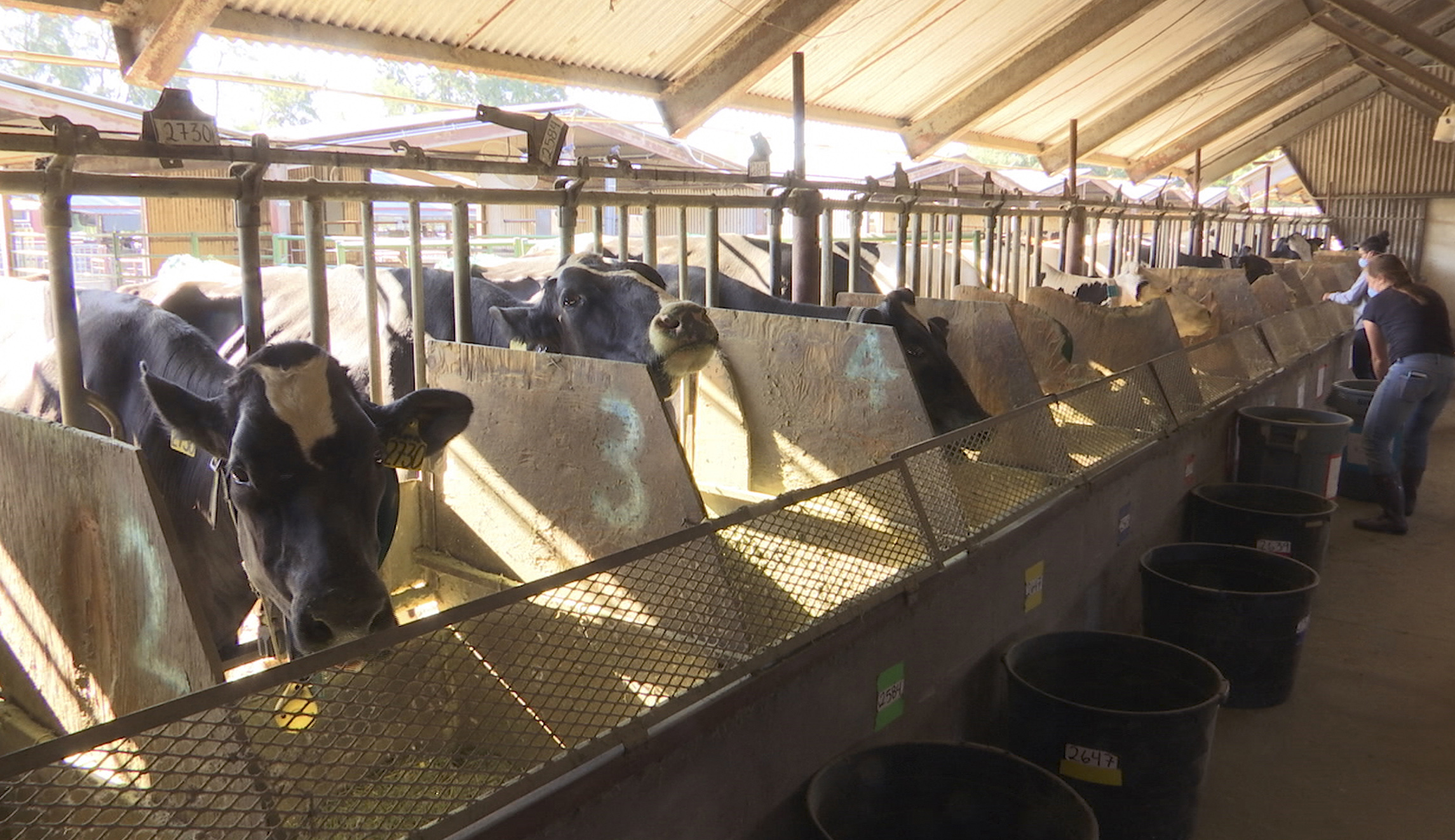 Biden plans executive order aimed at big agribusiness
