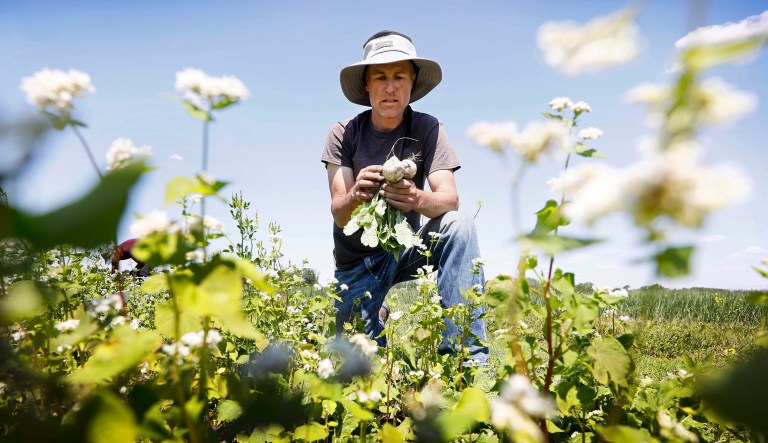 Andrew Dunham harvests Hakurei turnips on his 80-acre organic farm, in Grinnell, Iowa.