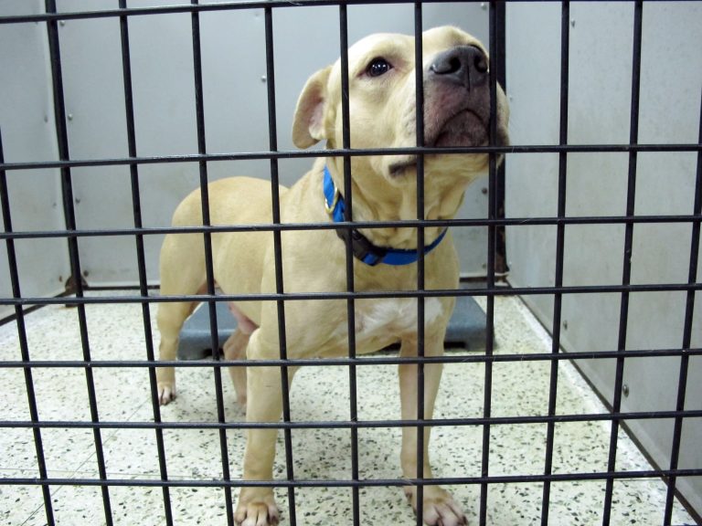 In this photo taken Aug. 26, 2014,  a dog seized during the second-largest dog fighting bust in U.S. history sits in a pen at a kennel in Jacksonville, Fla.