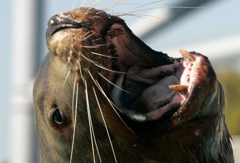 WATCH: Stranded sea lion on San Diego freeway guided to safety by good Samaritans