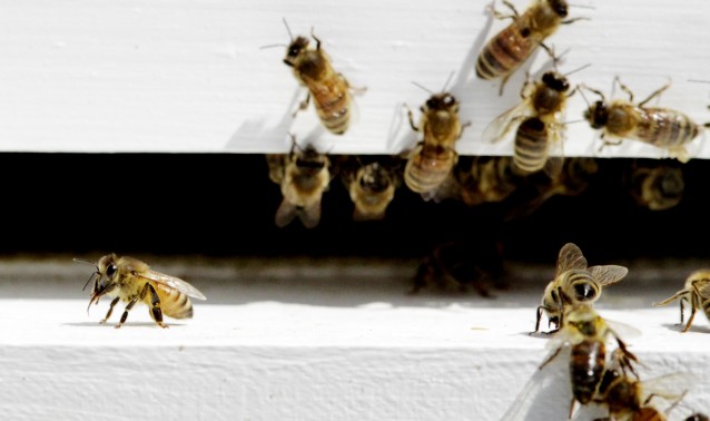 The buzz: 86% worried about honeybee die-off, blame humans, pesticides