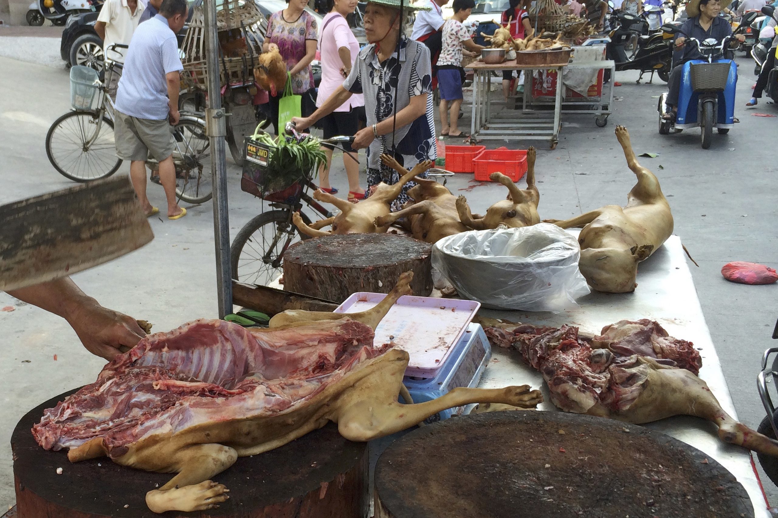 Lara Trump: Broad coalition forming to close China’s bat, cat, and dog meat markets