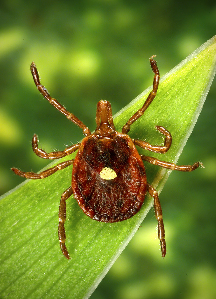 Science Says Tick Season