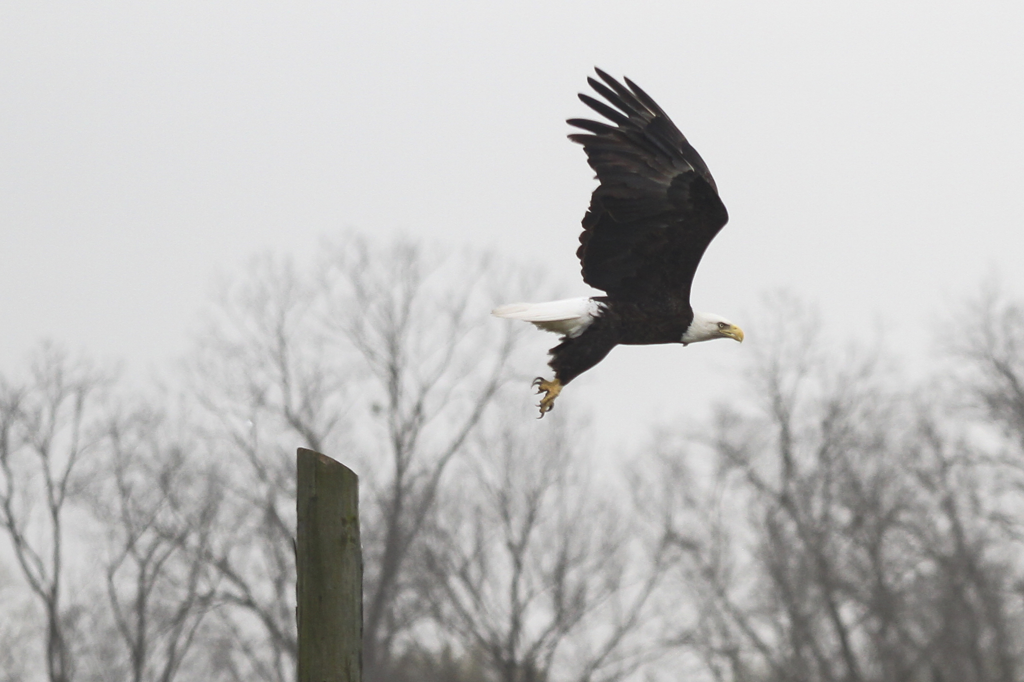 A Bald Eagle takes off from its perch near Eagle Lake, Miss., in Warren County. Backwater flooding continues in the Eagle Lake area, which was at a level of 96.35 feet Friday morning. Levels are expected to rise to as much as 97.5 feet before cresting.